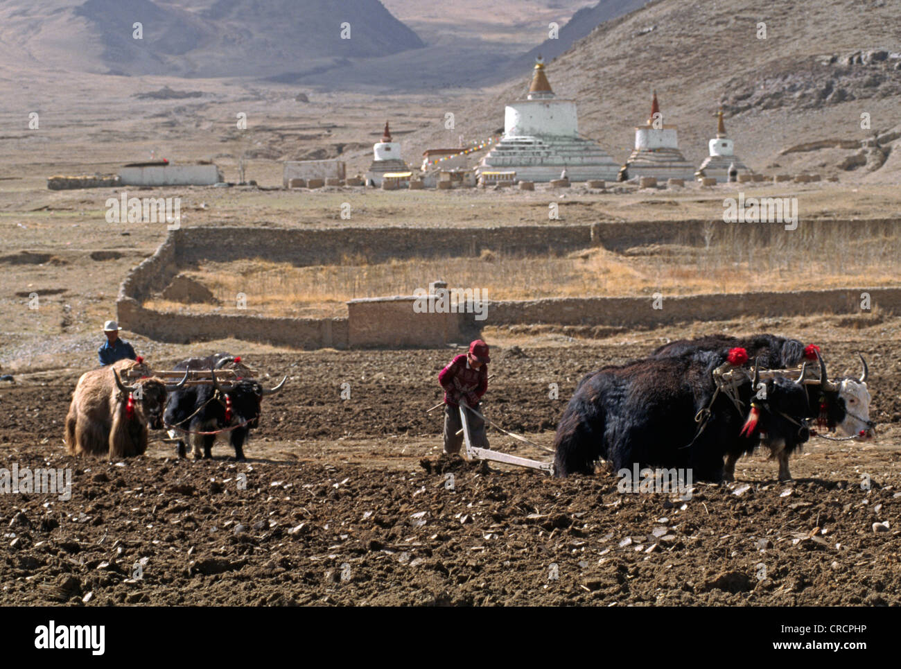 Equipos de yaks se utilizan para arar los campos que serán sembradas