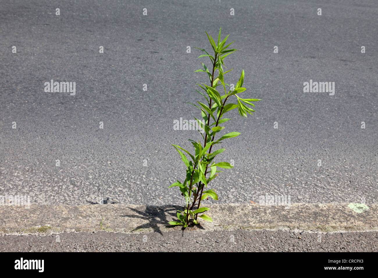 Goldenrods (Solidago), retoño creciente a través del asfalto en una carretera Foto de stock