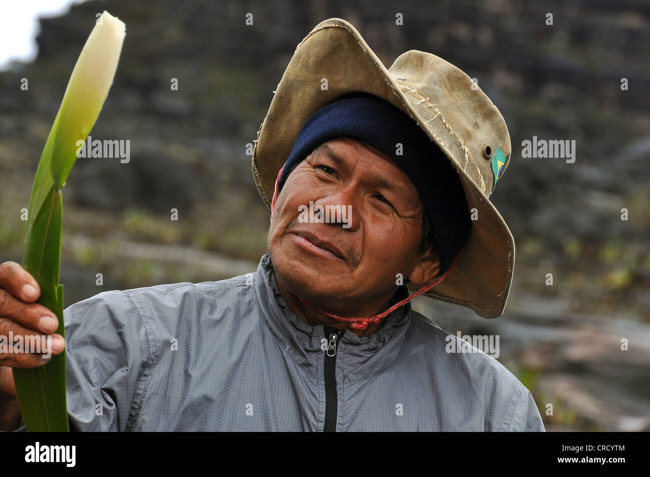 Indios de Guyana con una planta bromelia, explicando las partes comestibles, Roraima Table Mountain, el triángulo fronterizo de Brasil Foto de stock
