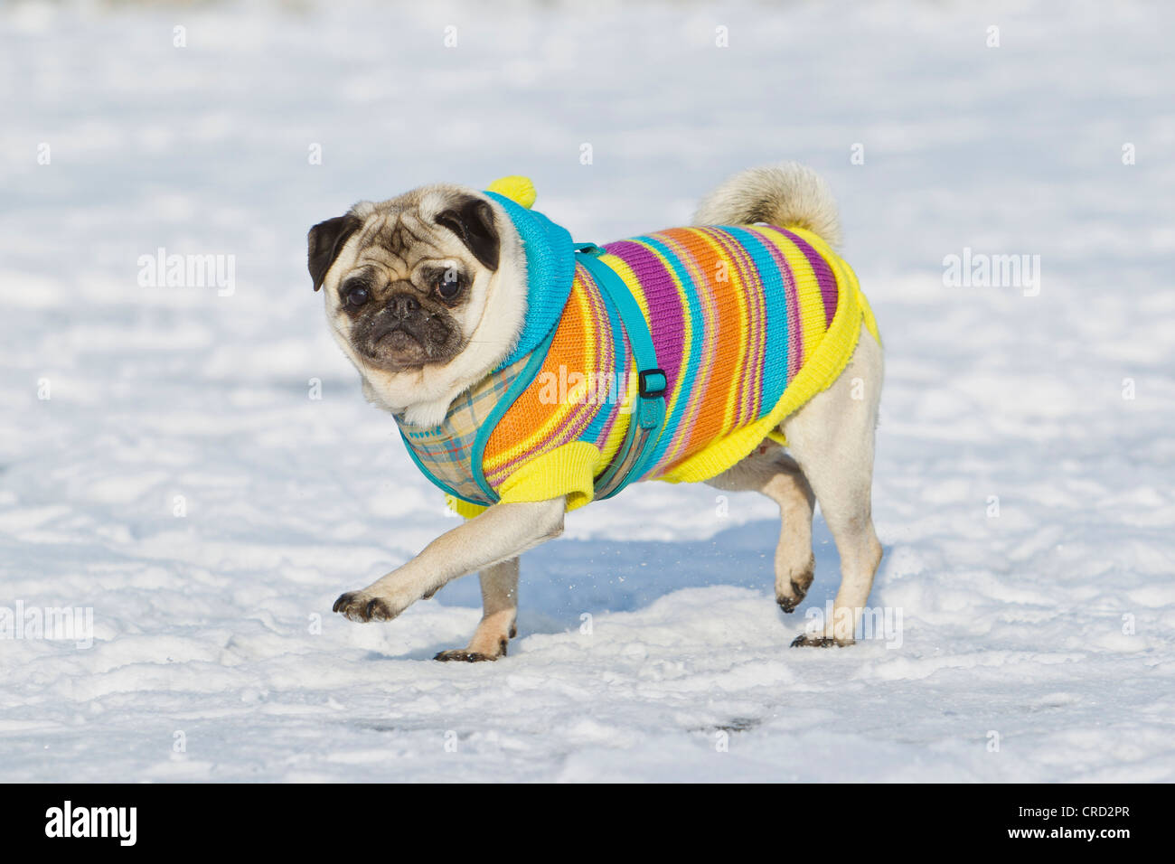 Señuelo electo Una buena amiga Pug hembra con ropa de perro en la nieve Fotografía de stock - Alamy