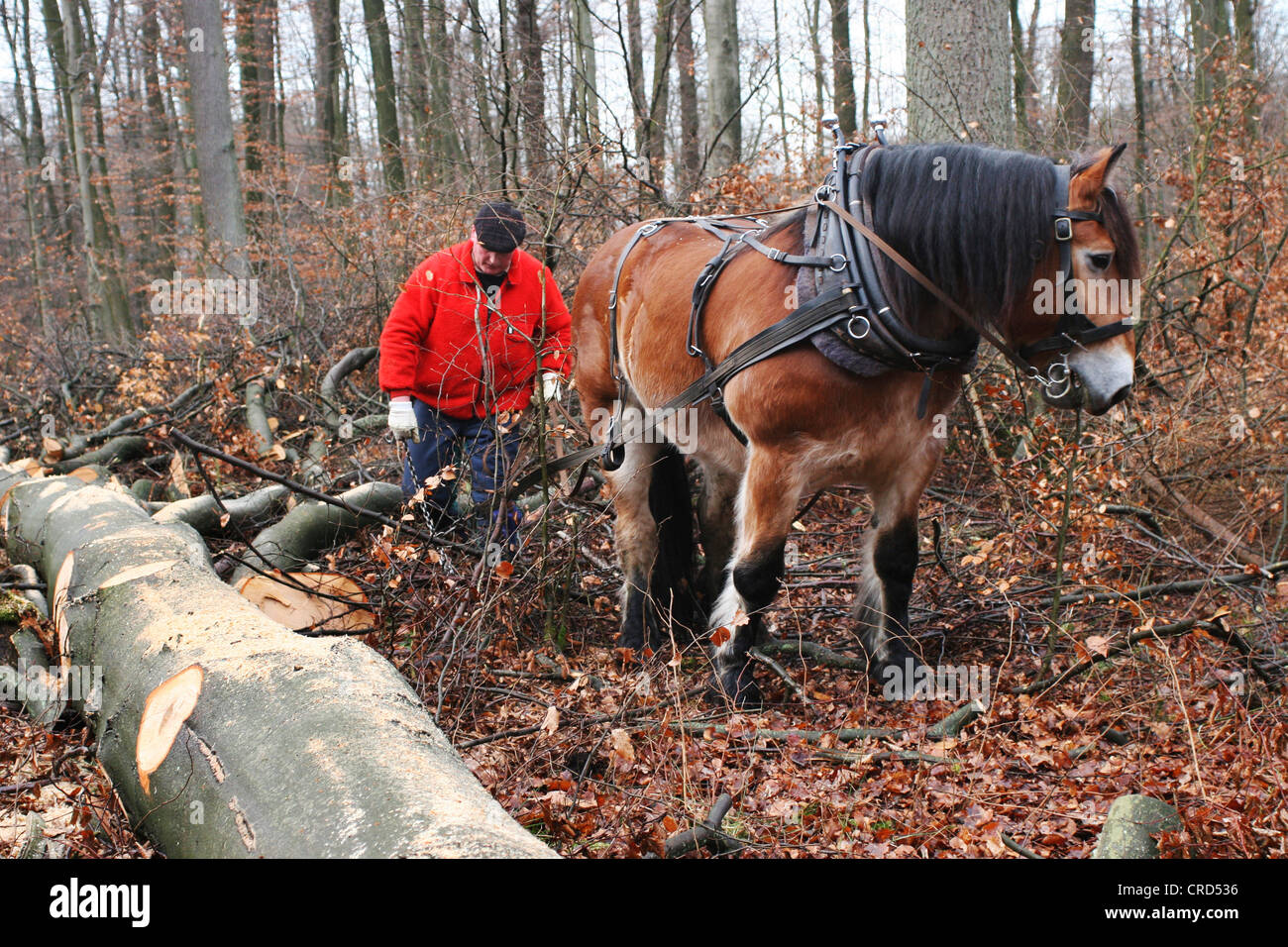 Westfalia Rheinish proyecto caballo (Equus caballus przewalskii. f), caballo de tiro en un bosque, en Alemania, en Renania del Norte-Westfalia Foto de stock
