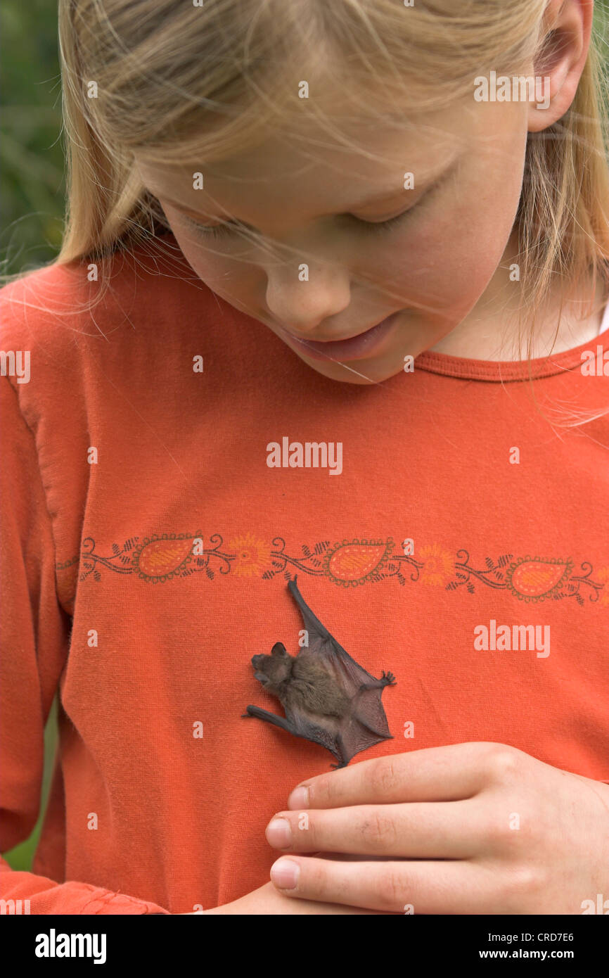 Pipistrelle común (Pipistrellus pipistrellus), en la camiseta de una chica Foto de stock