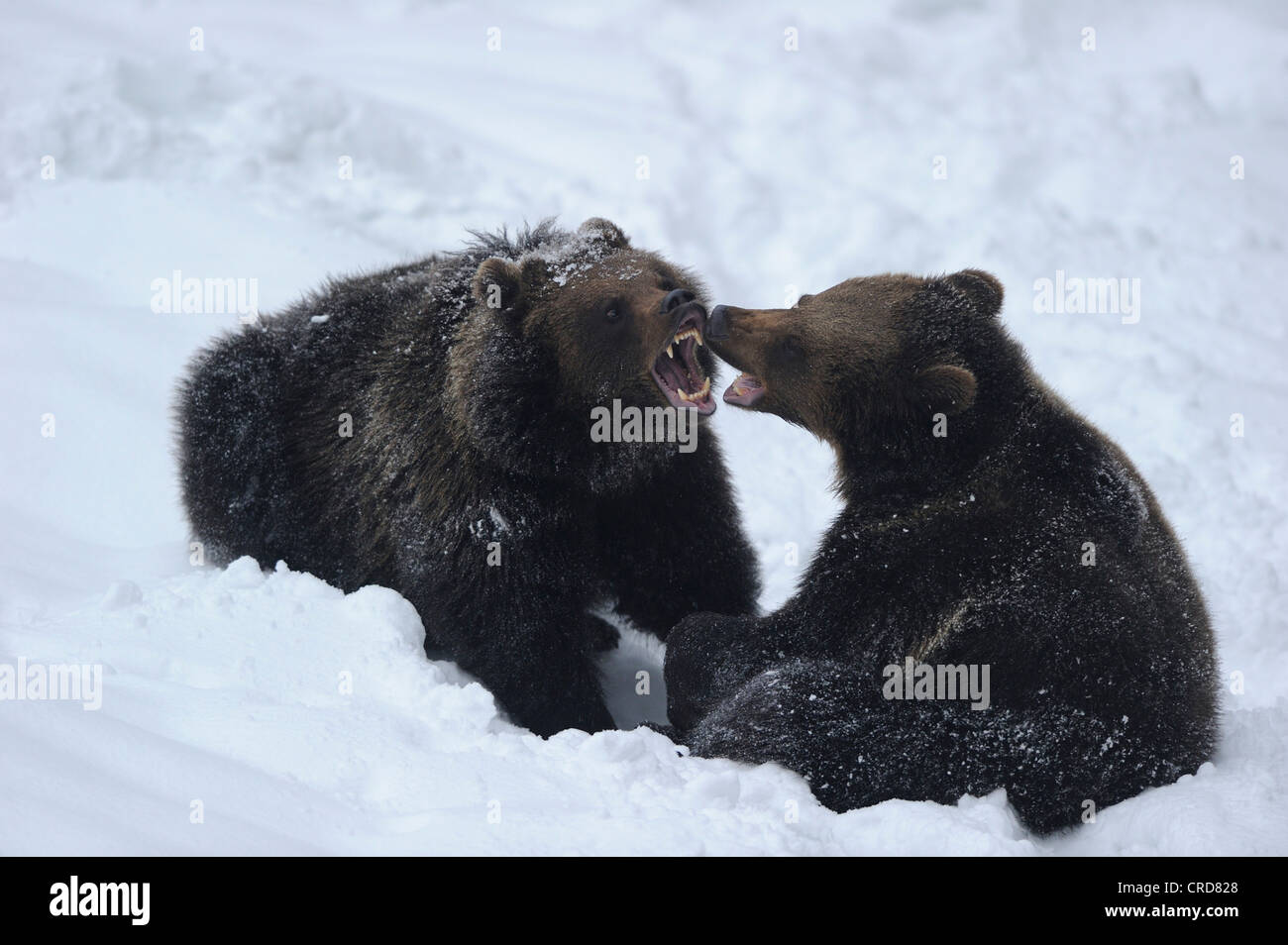 Dos europeos el oso pardo (Ursus arctos arctos) en la nieve Foto de stock
