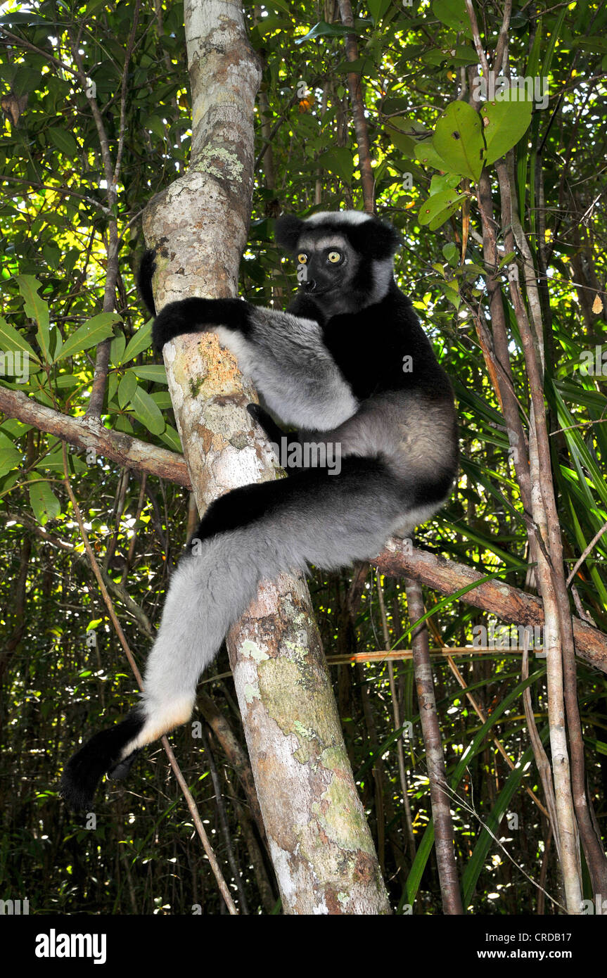 O babakoto Indri (indri Indri) en los bosques nubosos de Analamazaotra, Madagascar, África, el Océano Índico Foto de stock