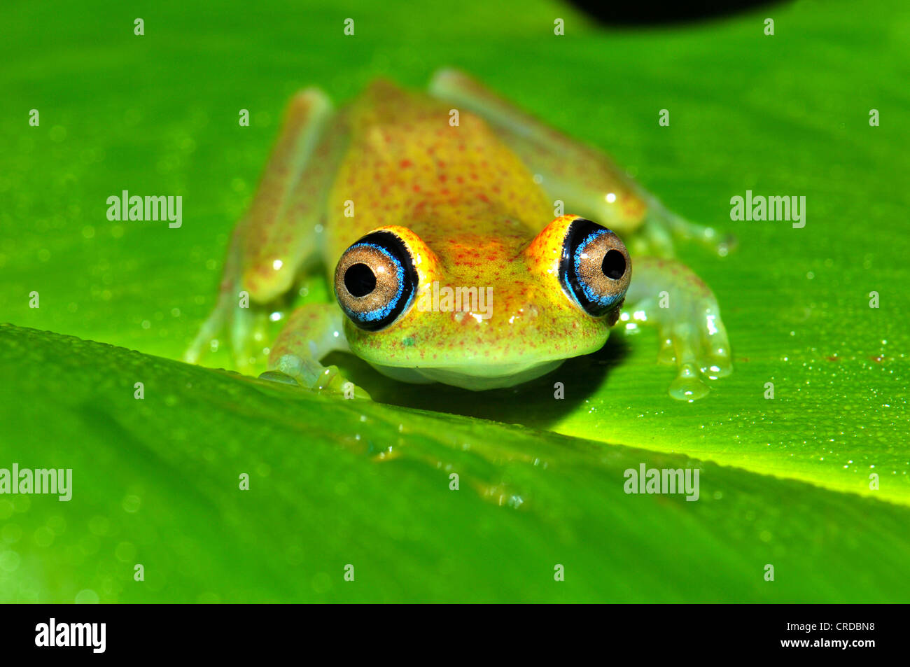 El verde brillante-eyed sapo (Boophis viridis) en las selvas de Andasibe, Madagascar, África, el Océano Índico Foto de stock