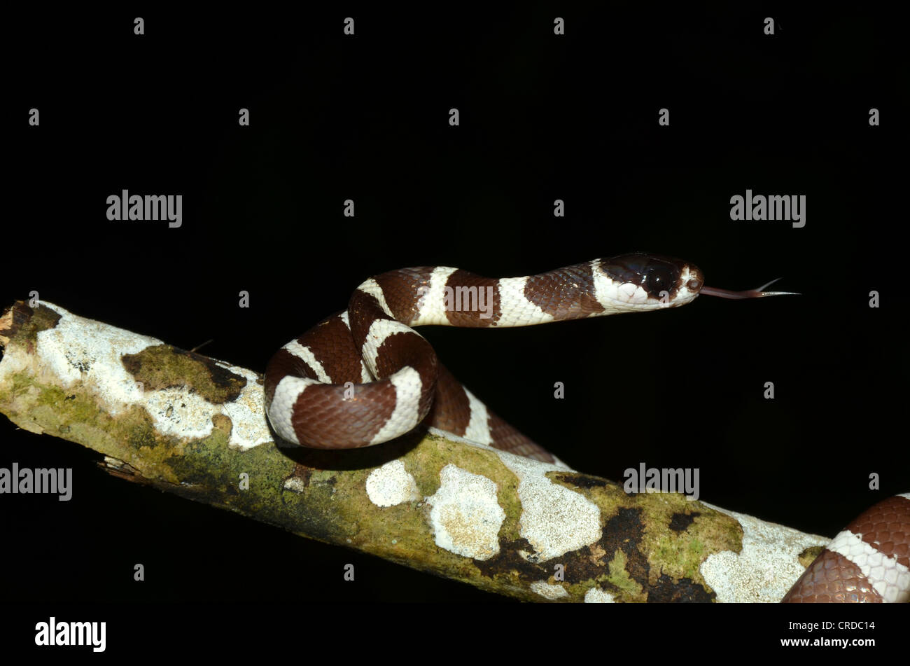 La serpiente (árbol Stenophis sp.) en el Parque Nacional de Marojejy en el noreste de Madagascar, África, el Océano Índico Foto de stock