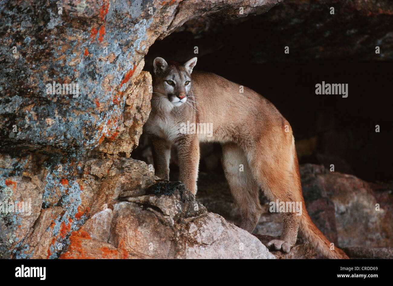 El puma, el león de montaña, el (Puma concolor, Profelis concolor), hembra de pie delante cueva, EE.UU., Colorado Fotografía stock - Alamy