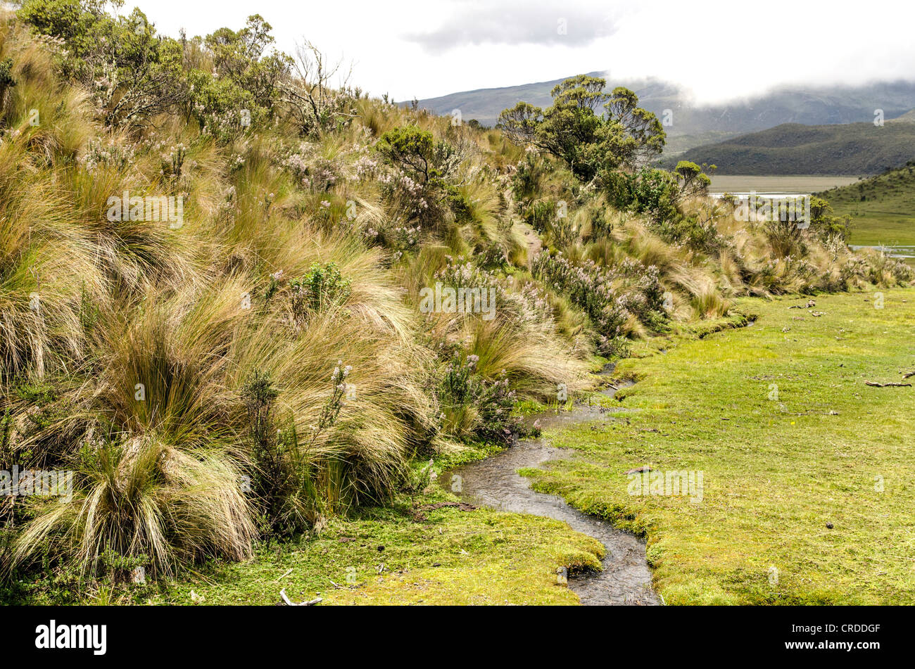 Campos de la región de Cotopaxi Ecuador Foto de stock