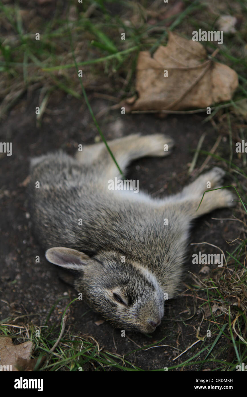 Conejito muerto fotografías e imágenes de alta resolución - Alamy