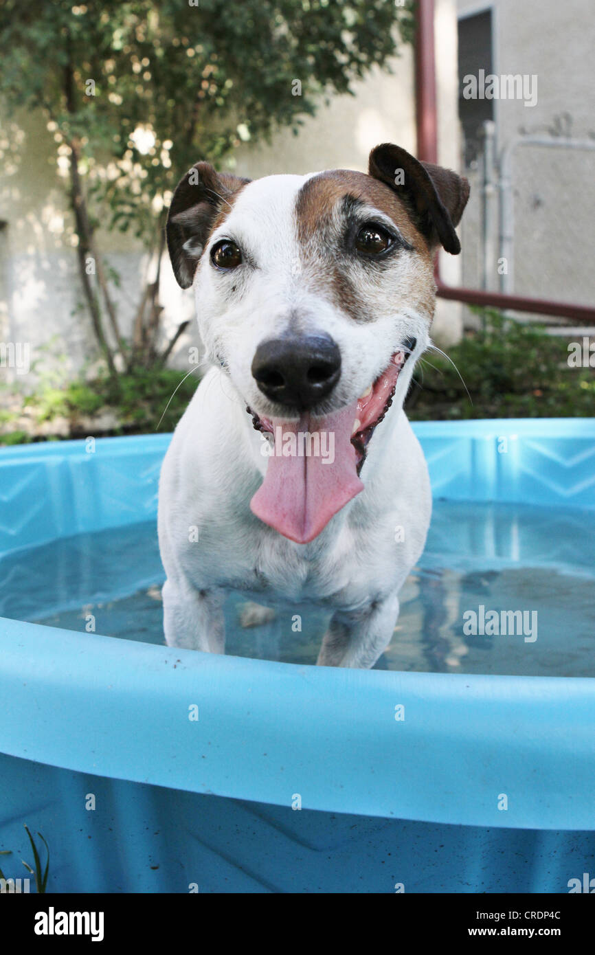 Piscina para perros fotografías e imágenes de alta resolución - Alamy