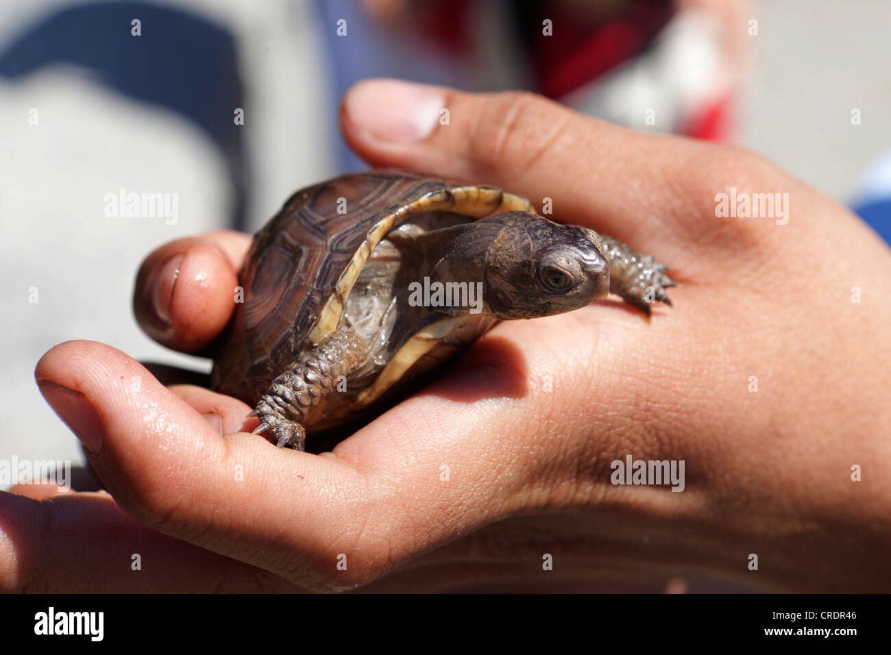 Un niño sosteniendo una mascota tortuga en mano Foto de stock