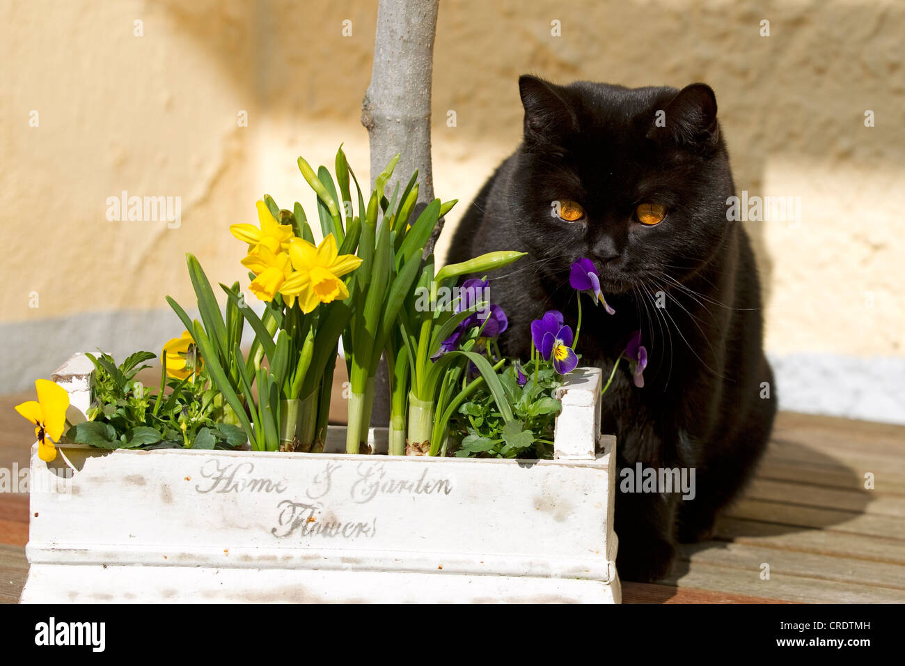 Pelo Corto Británico gato (Felis catus) con narcisos Foto de stock