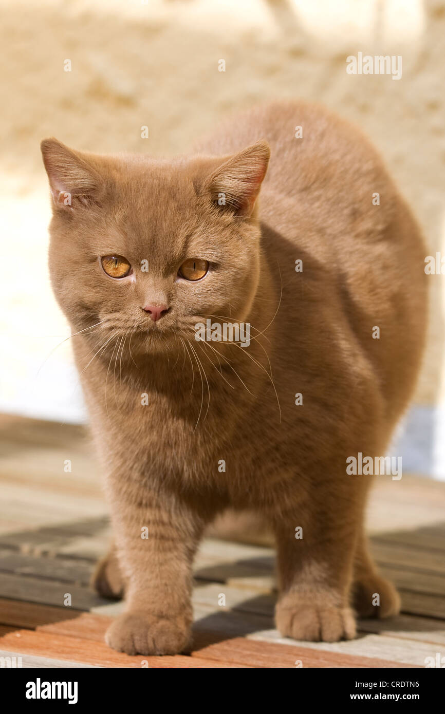 Pelo Corto Británico gato (Felis catus), canela Foto de stock