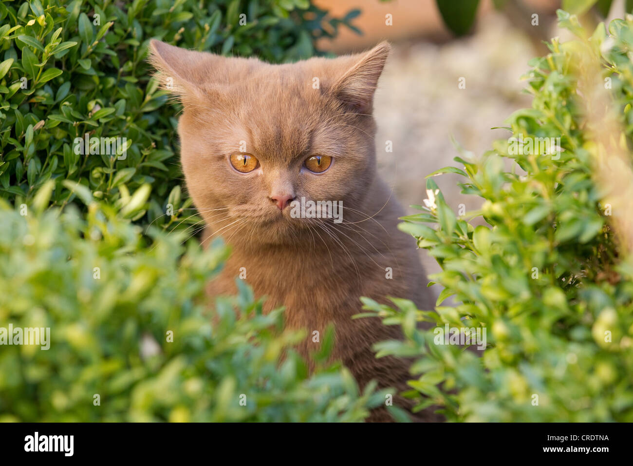 Pelo Corto Británico gato (Felis catus), canela Foto de stock