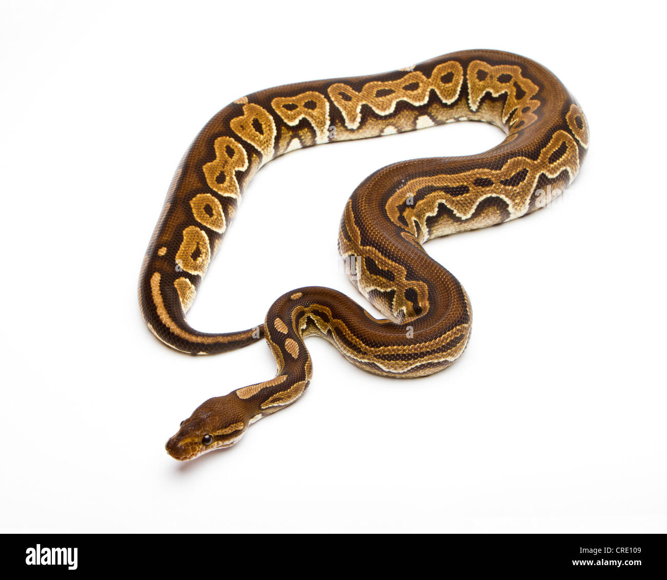 Pitón real (Python regius), pastel negro, criador de reptiles Willi Obermayer, Austria Foto de stock