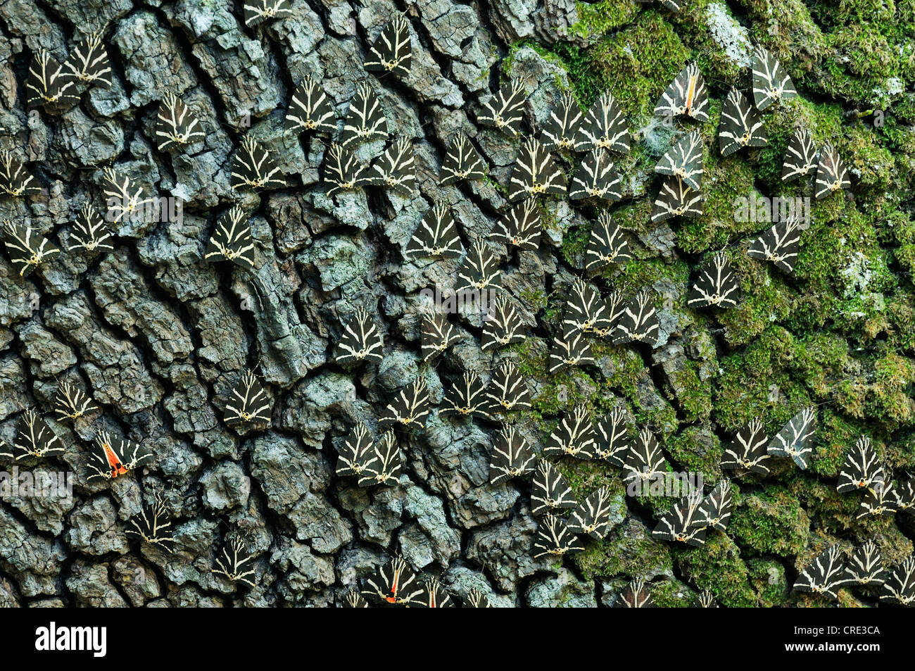 Jersey (Euplagia quadripunctaria polillas Tigre), en el tronco de un dulce gum tree (Liquidambar), Valle de las mariposas Foto de stock