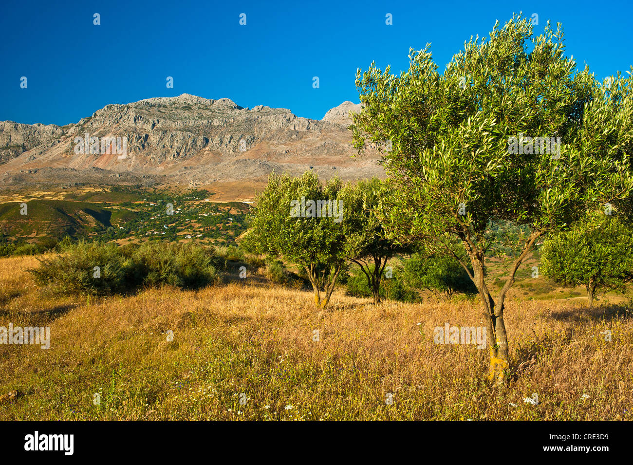 Típico paisaje de montaña con pequeños campos y olivares en las montañas del Rif, en el norte de Marruecos, África Foto de stock