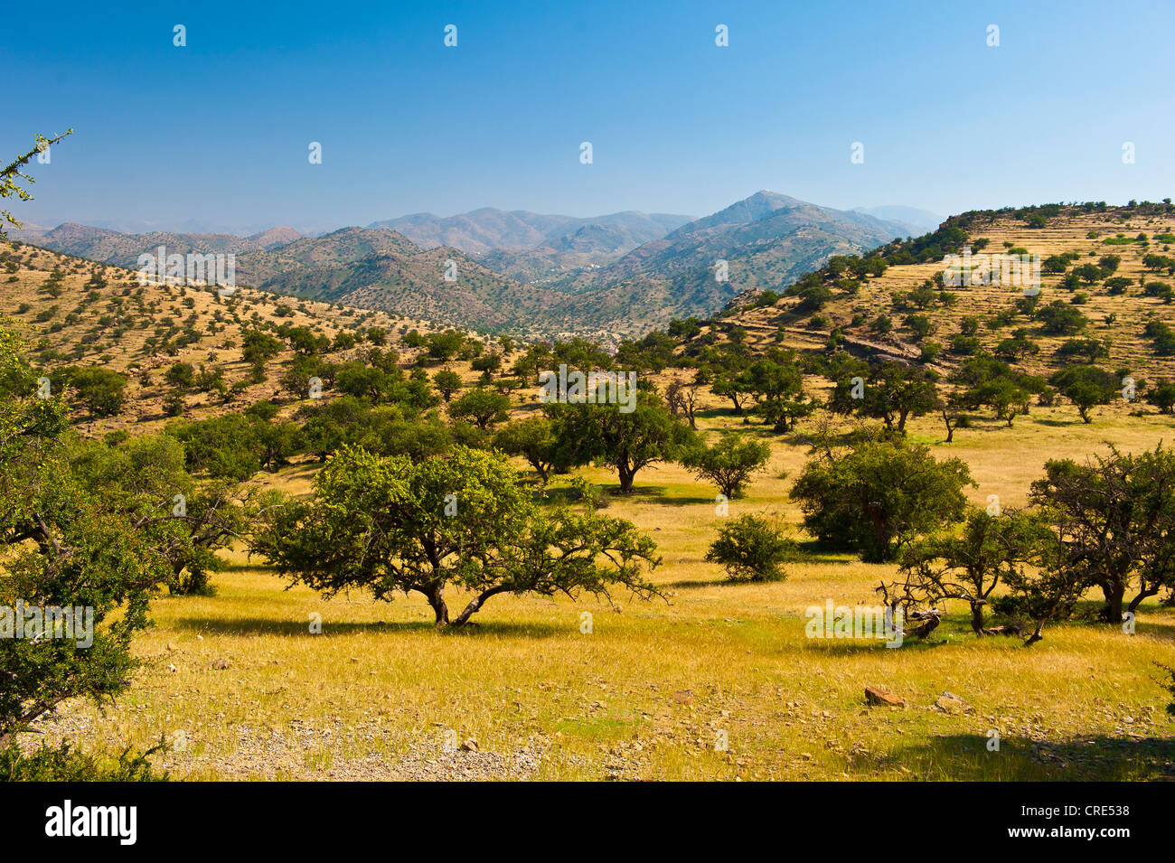 Paisaje de montaña en las altas montañas Atlas cubierto con árboles de Argán (Argania spinosa), Tizi-n-test en carretera de Montaña Foto de stock