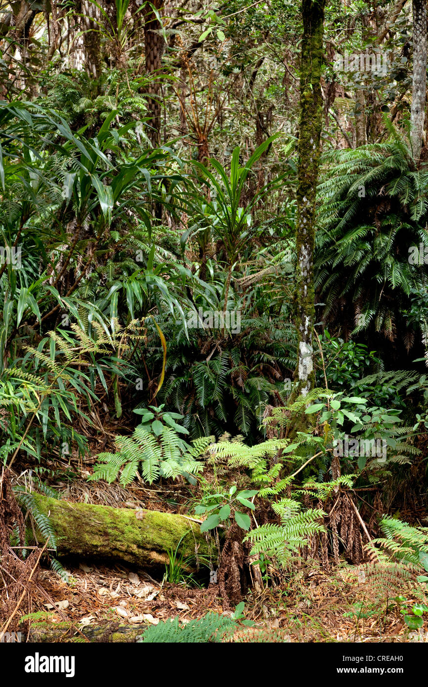 Selva en la Foret de Belouve, parque nacional, Hell-Bourg, isla de La Reunion, el Océano Índico Foto de stock