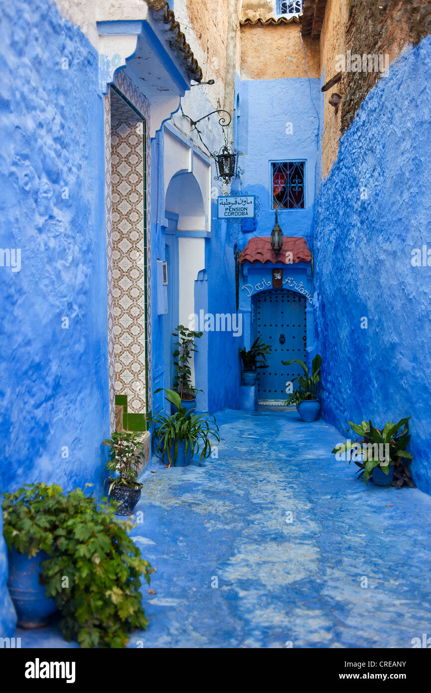 Estrecho callejón pintada de azul, con plantas en la Medina, la ciudad antigua de Chefchaouen, Marruecos, África Foto de stock