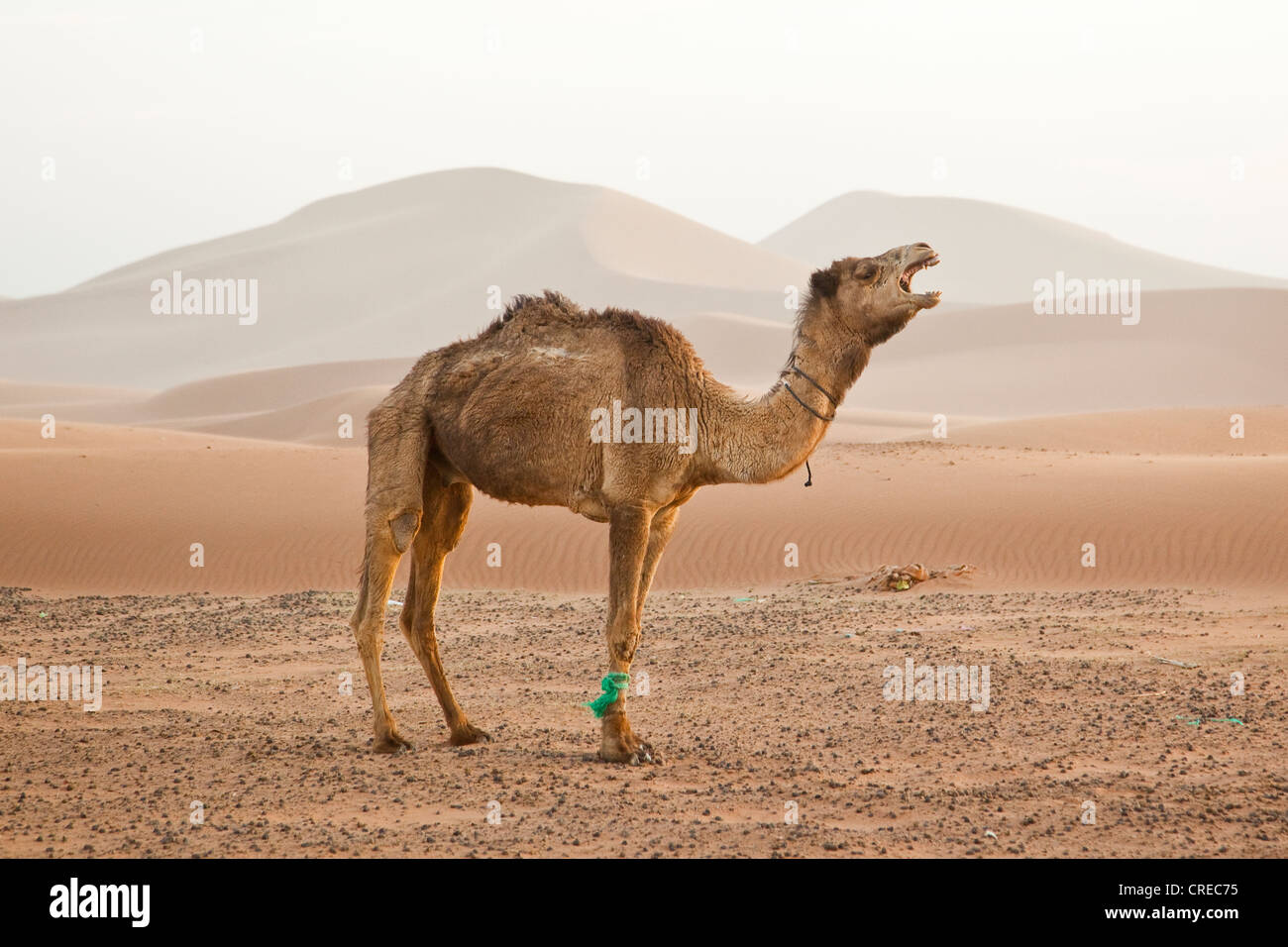 Llamar a camello por las dunas, Erg Chegaga región cerca de Mhamid, el desierto del Sahara, Marruecos, África Foto de stock