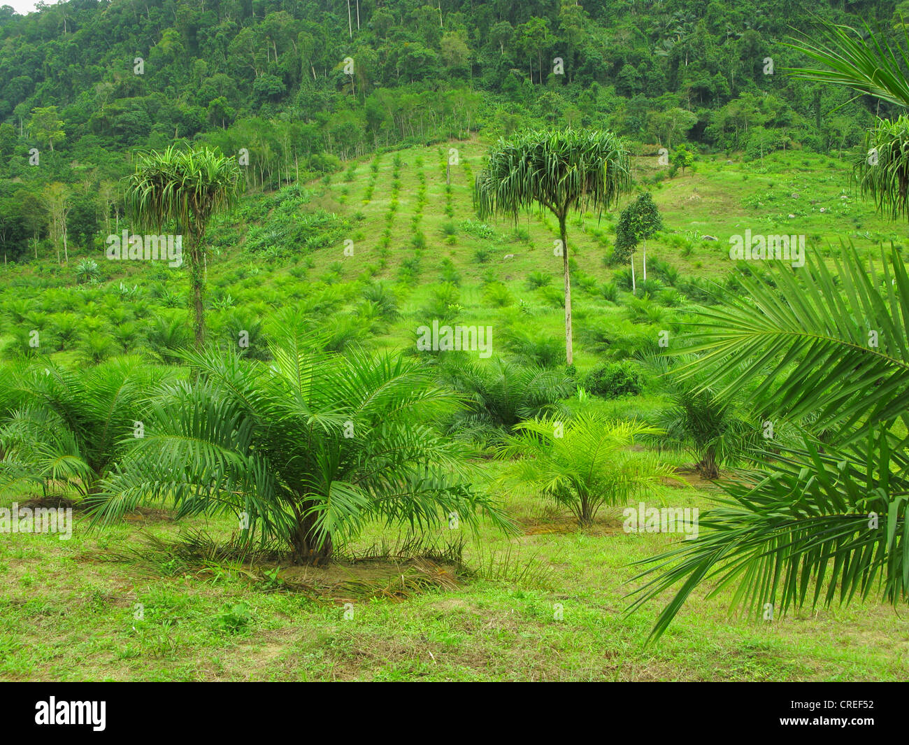 Palma de aceite (Elaeis guineensis), junto a la plantación de bosques tropicales, de Tailandia, Phuket Foto de stock
