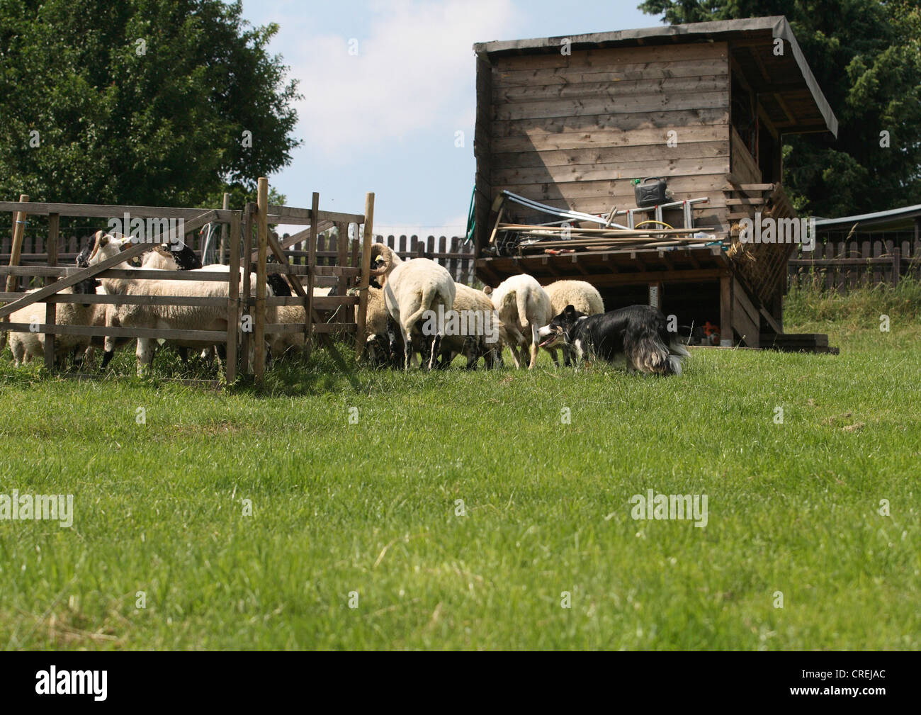 El Border Collie (Canis lupus familiaris) f., pastoreando ovejas en una pradera, Alemania Foto de stock