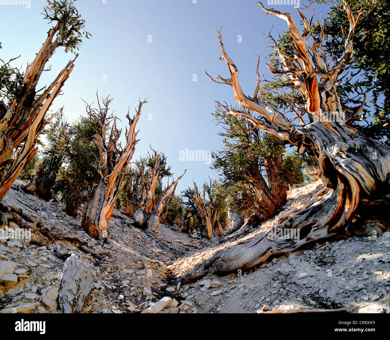 Great Basin Bristlecone Pine (Pinus longaeva, Pinus aristata f. longaeva), bosque de pinos bristlecone METHUSALA, más de 4.000 años de antigüedad, California, Estados Unidos Foto de stock