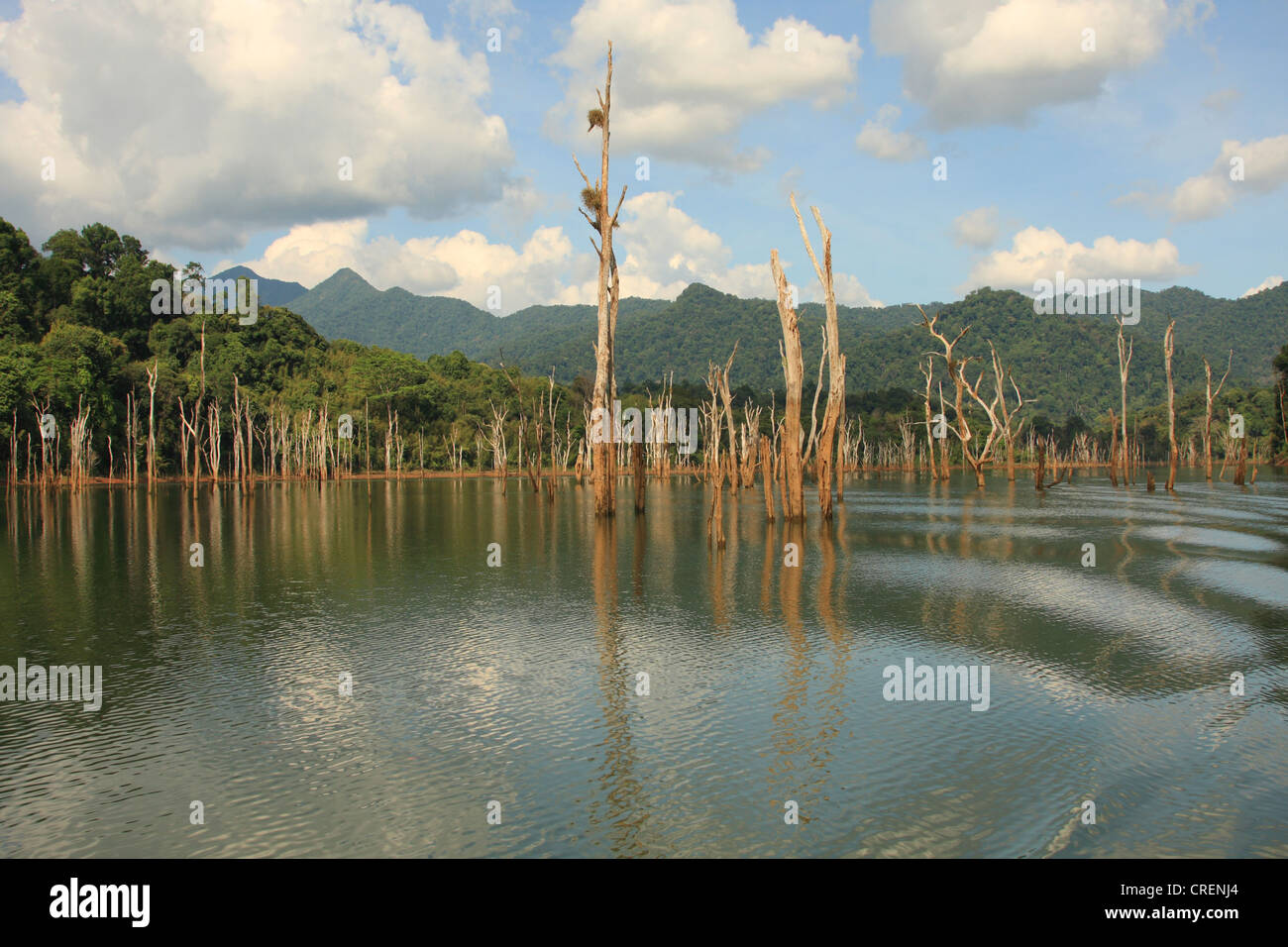Lan Rajjaphapa Cheow Lago, Lago, árboles muertos después de las inundaciones de Tailandia, Phuket, el Parque Nacional de Khao Sok Foto de stock