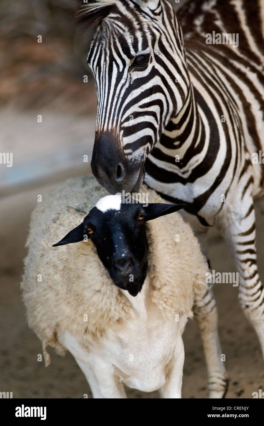 Zebra y ovejas, Centro de Especies Amenazadas Hoedspruit Sudáfrica Foto de stock