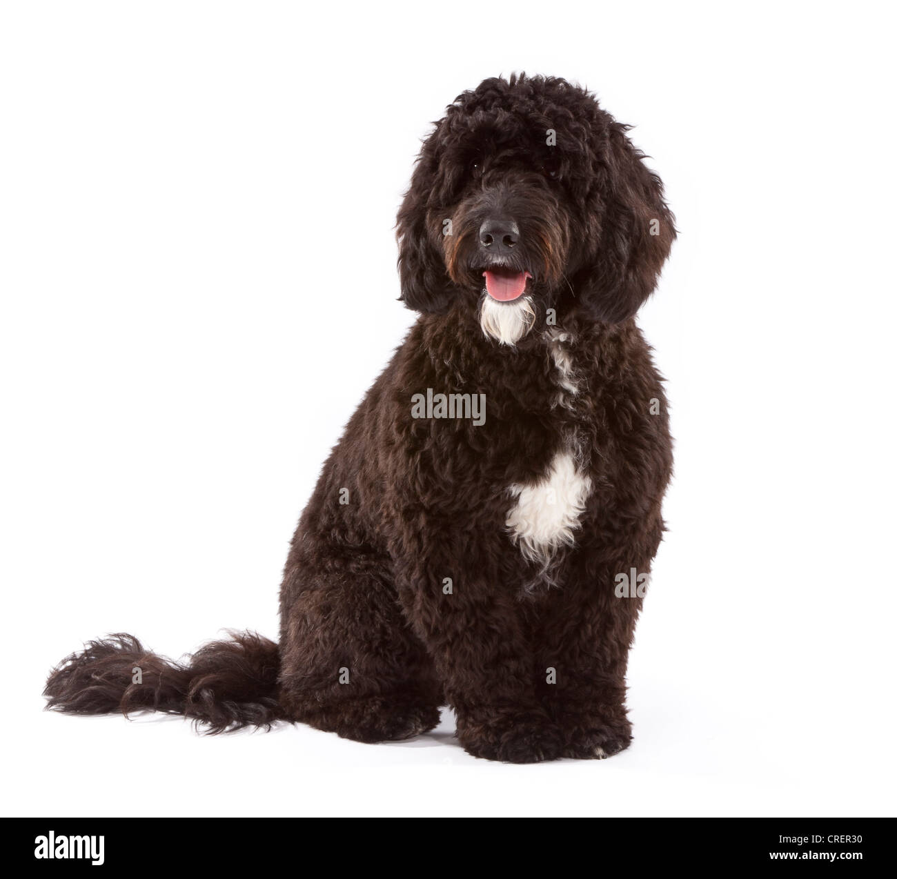 Poodle cross cocker spaniel fotografías e imágenes de alta resolución Alamy