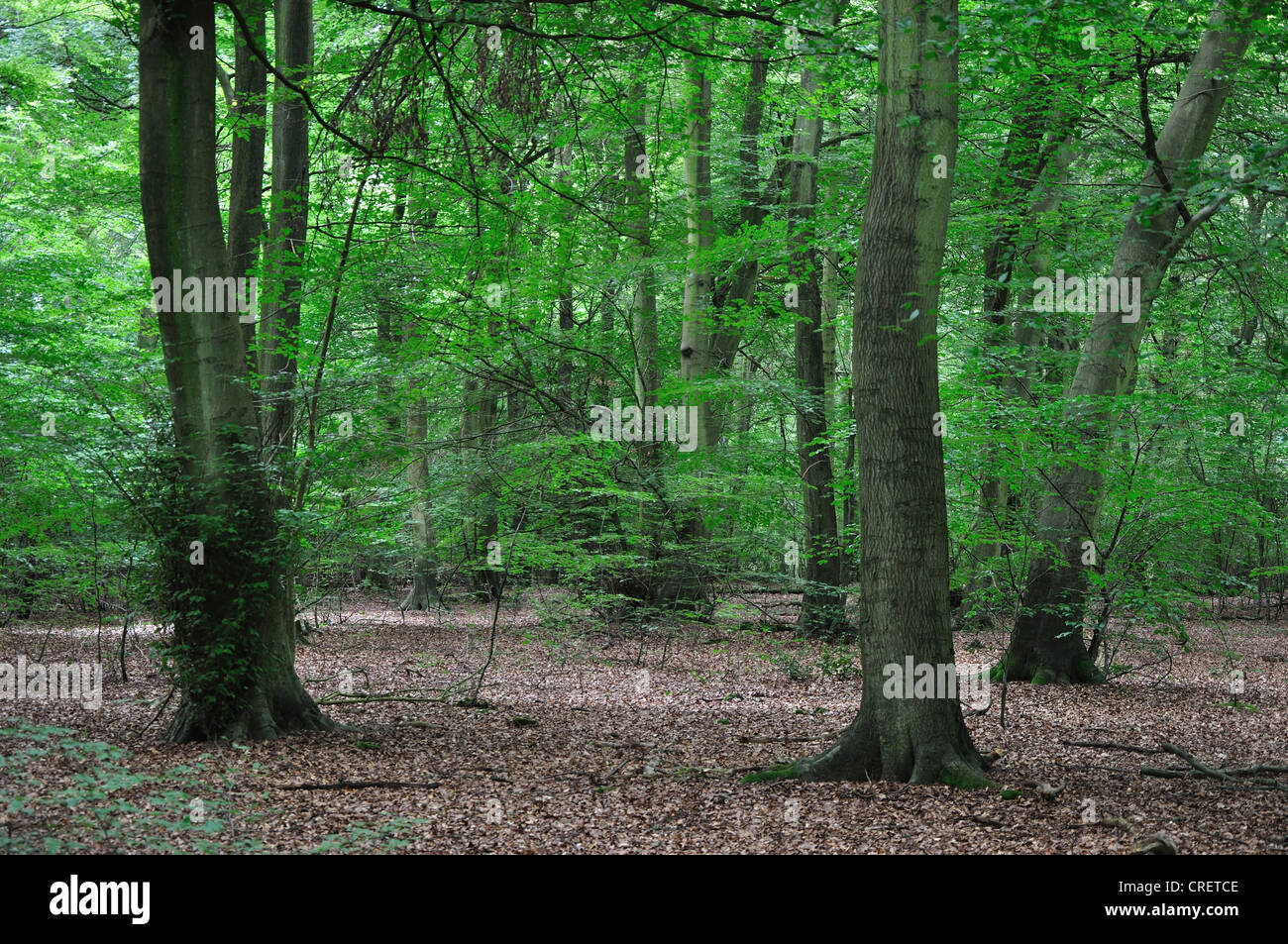 Bajar madera común hayedos woodland beechwood Fagus sylvatica Oxfordshire paisaje verano Foto de stock