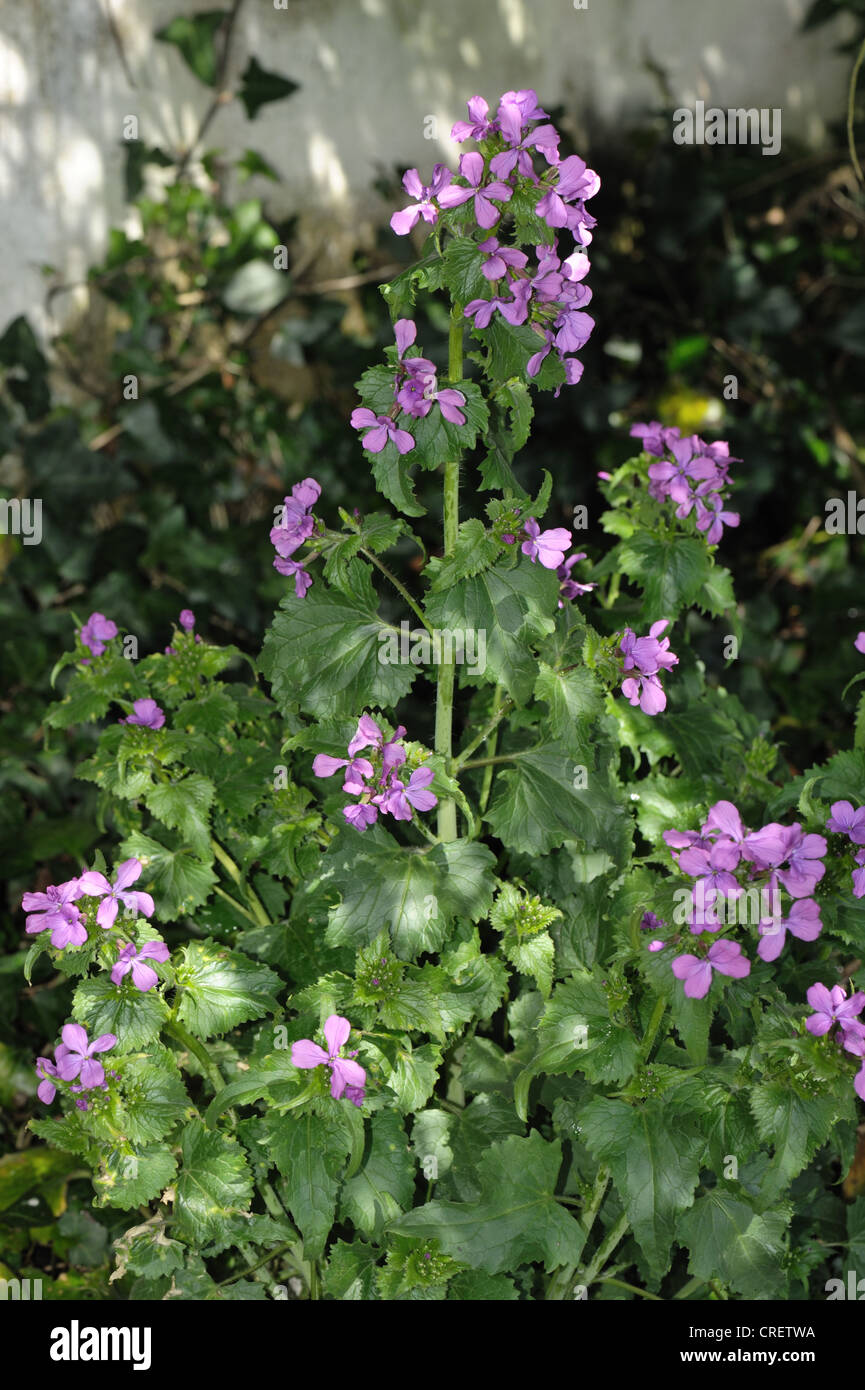 Honestidad (Lunaria annua) Planta con flores en tonos sombra Foto de stock