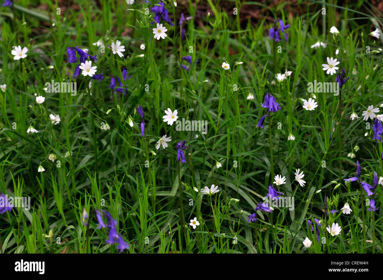 Flores silvestres de primavera bluebell mayor stitchwort endymion no scriptus stellaria holostea Foto de stock