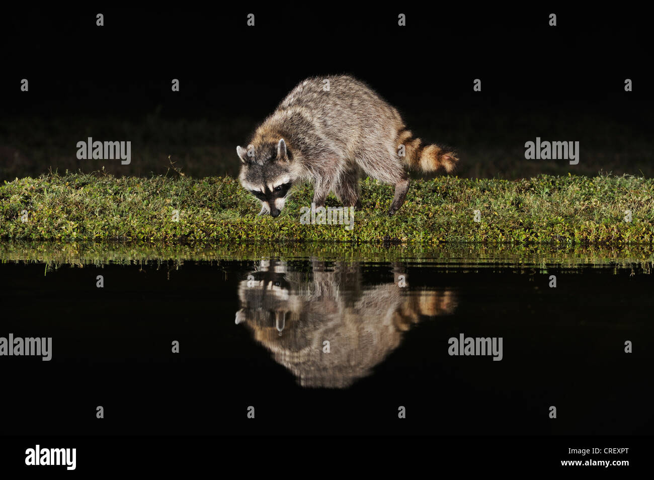 Norte de mapache (Procyon lotor), de adultos por la noche en el estanque, Dinero, el lago de Corpus Christi, el sur de Texas, EE.UU. Foto de stock