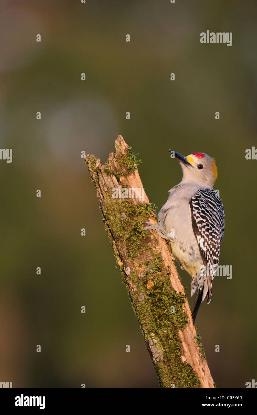 De fachada dorada Woodpecker (Melanerpes aurifrons), macho encaramado, Dinero, el lago de Corpus Christi, el sur de Texas, EE.UU. Foto de stock
