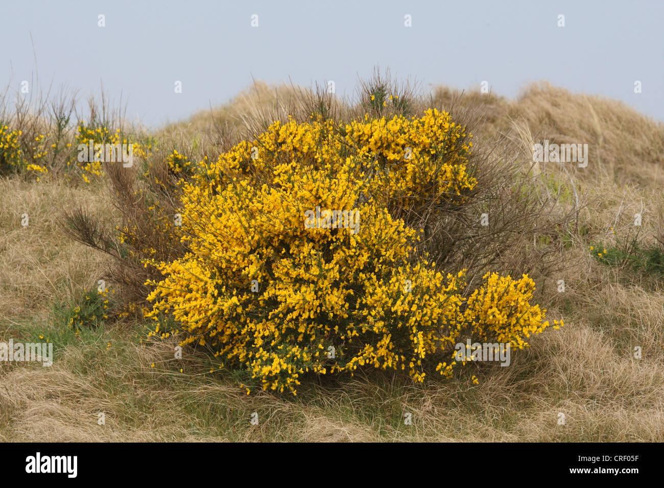 Scotch escoba (Cytisus scoparius, Sarothamnus scoparius), arbustos florecientes en una duna, Mar del Norte Foto de stock