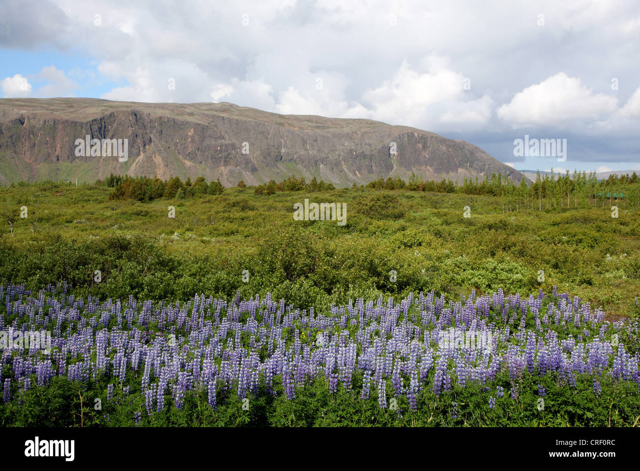 Nootka lupine, Alaska lupino (Lupinus nootkatensis), el paisaje de Islandia, Islandia, Suedisland Foto de stock