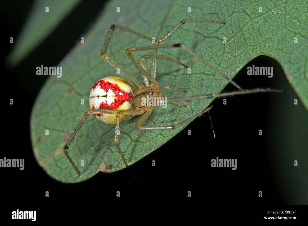 Rojo y blanco (araña Enoplognatha ovata, Enoplognatha lineata, Theridion redimitum), hembra, sentado sobre una hoja Foto de stock