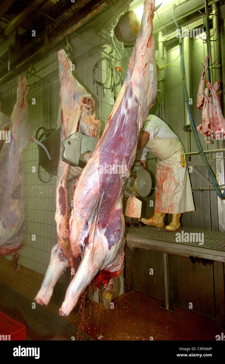 Procesamiento de ganado en el matadero Fotografía de stock - Alamy
