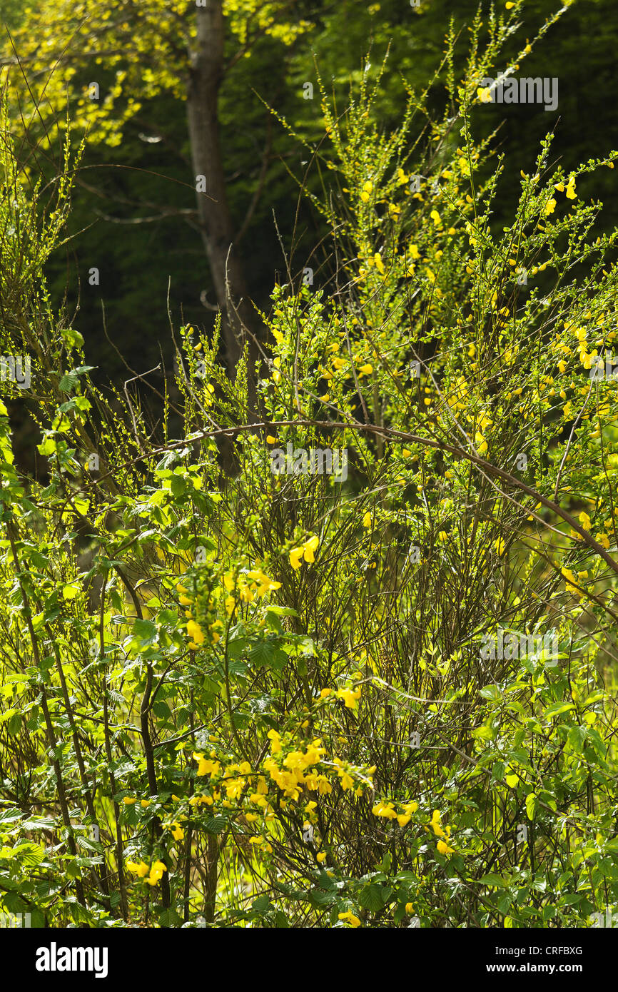 Bush escoba común (Cytisus scoparius) Foto de stock
