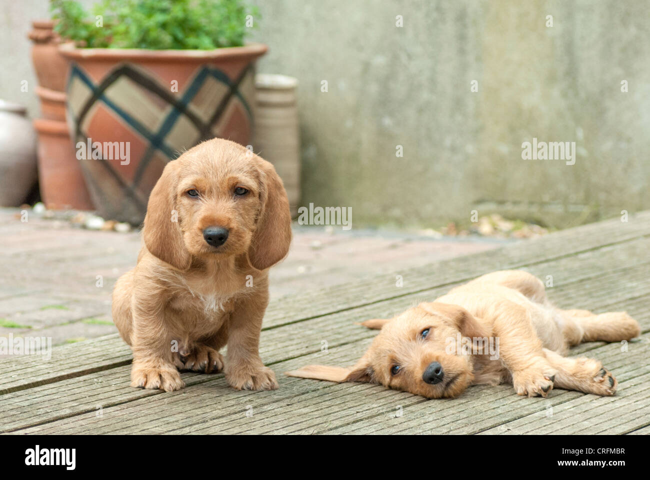 Ocho semanas de edad Cachorro Basset Leonado de Bretagne Fotografía de  stock - Alamy