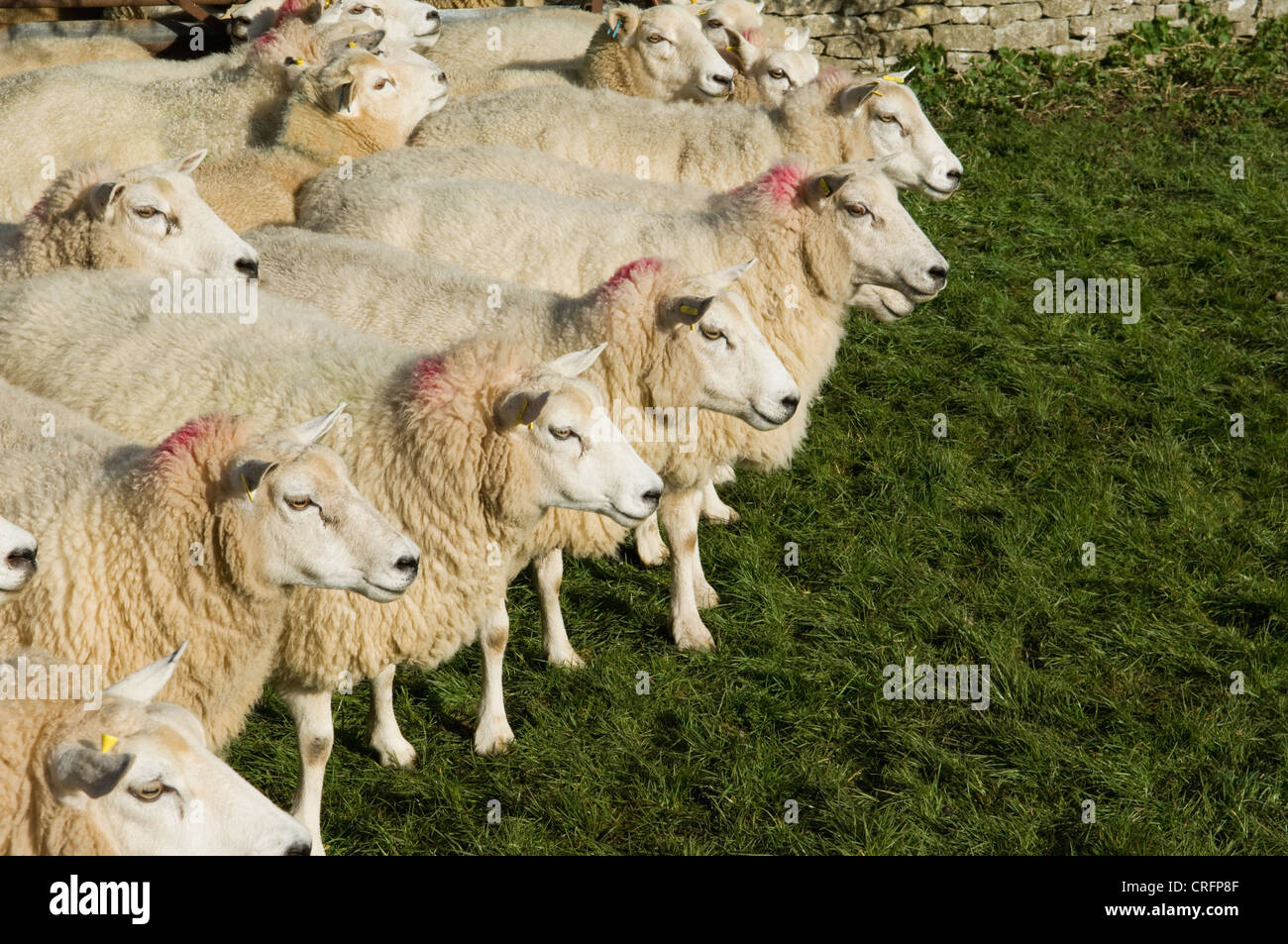 Rebaño de ovejas juntos Foto de stock