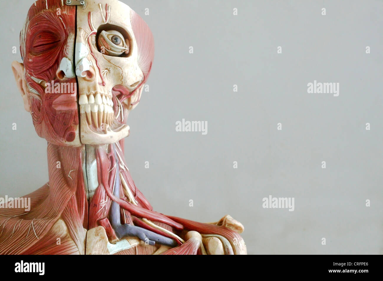 Un modelo anatómico mostrando las estructuras musculares y óseas de la cara y el cuello. Foto de stock