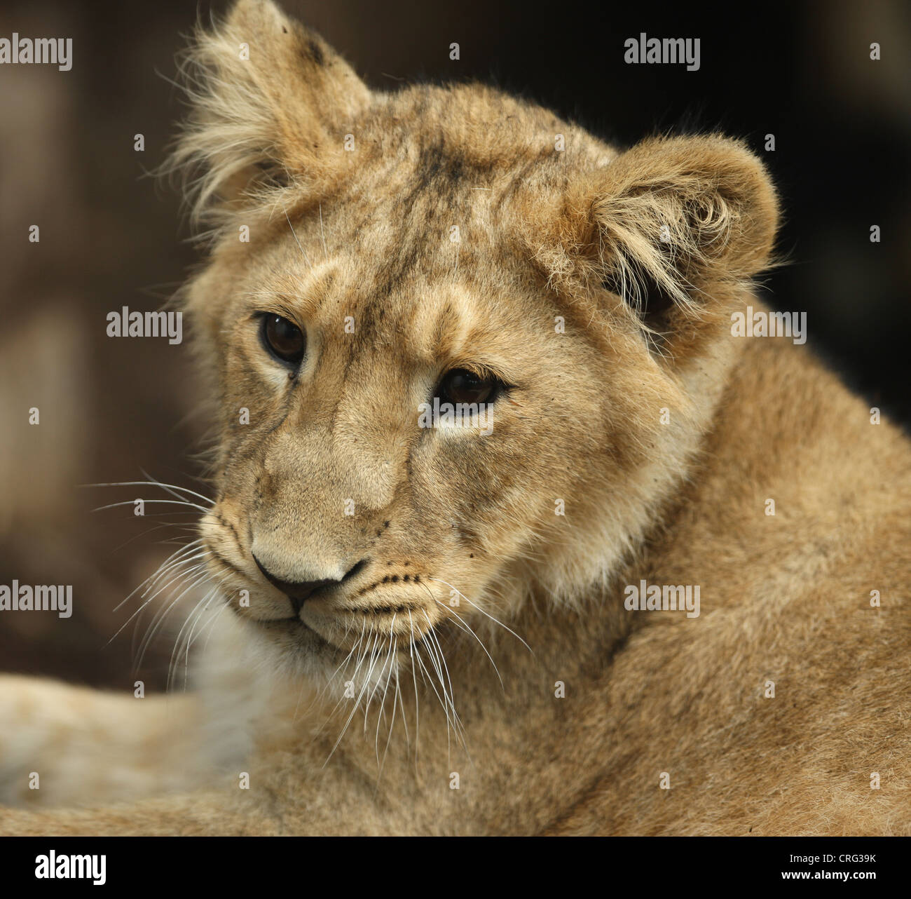 Retrato de un cachorro de león asiático Foto de stock