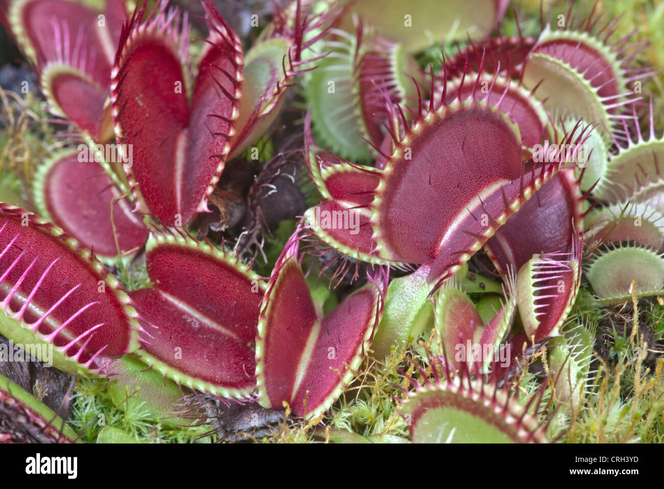 Venus atrapamoscas ' B52' plantas creciendo 'Dionaea muscipula'. Foto de stock