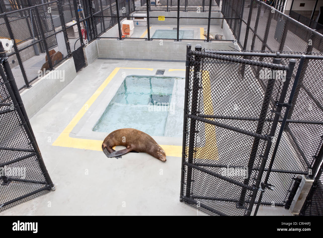 Rescatado rehabilitados Lobo de Mar, centro de mamíferos marinos. Foto de stock