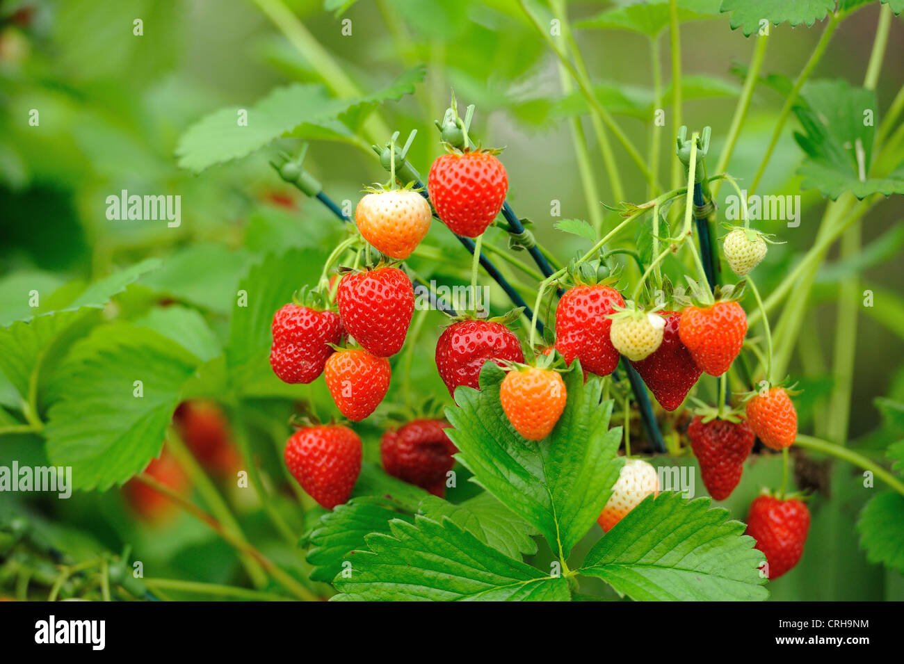 Planta de fresas fotografías e imágenes de alta resolución - Alamy