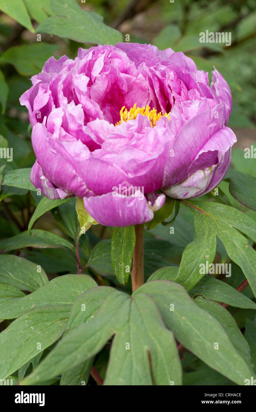 Floración de Peonía, Kamata nishiki-x, Paeonia suffruticosa Fotografía de  stock - Alamy