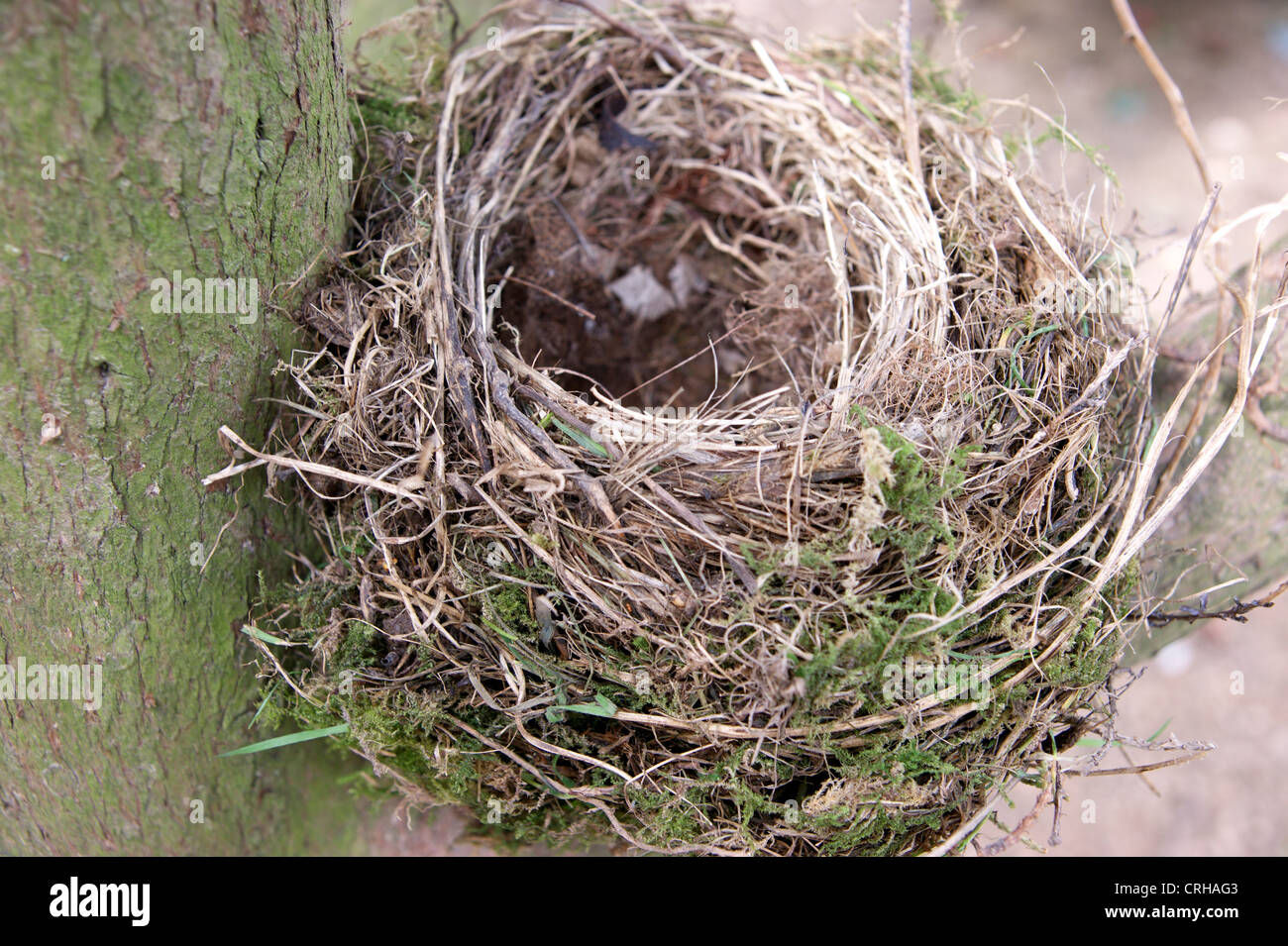 Vacíos abandonados nidos de pájaros en un árbol (podría simbolizar la pérdida de pensión / ahorro / inversión) Foto de stock